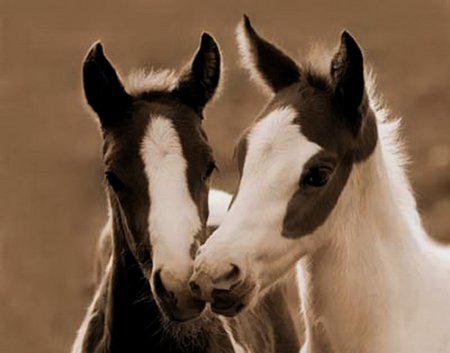 Ones Good,Two's,Better - gorgeous, two, cute, sepia, foals, together