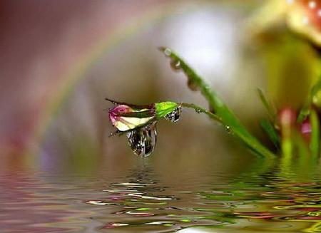 Tears of a Flower - pretty, water, rainbow, green, drops, flower, pink