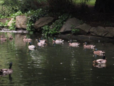 I've got my ducks in a row - water, park, ducks, pond