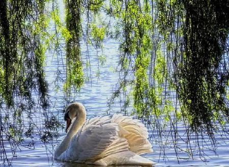 Swan Lake - swan, lake, weeping willow, pretty, sunlight, beautiful, tree, glare