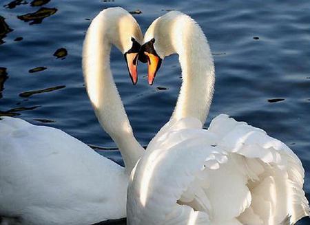 So in Love - pretty, sunlight, white, swans, water, heart, lake, pair