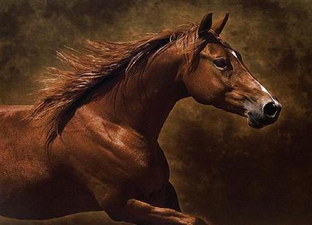 Brown Beauty - handsome, brown, powerful, horse, mane, stunning