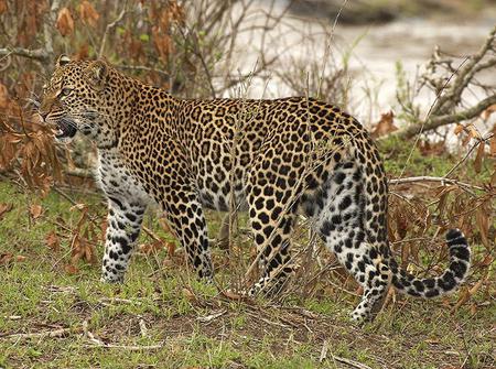 Spotted Something - leopard, trees, wild, standing, spots, grass, adult