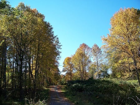 autumn in maine 2 - trees, sky, autumn, industry