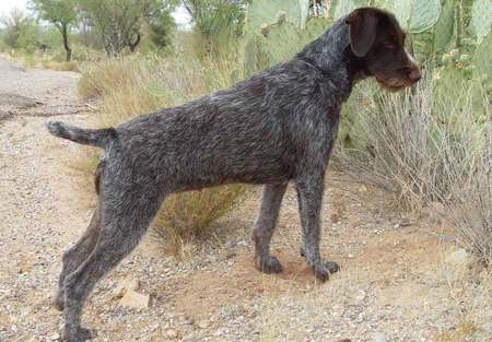 German Wirehaired Pointer - dfh, xdfh, sdg, xcfgh