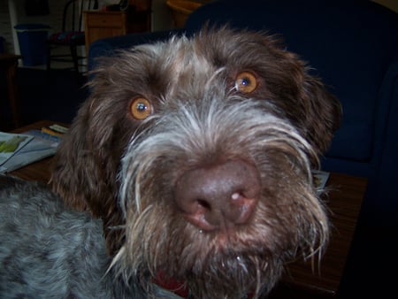 German Wirehaired Pointer - dfh, zdxg