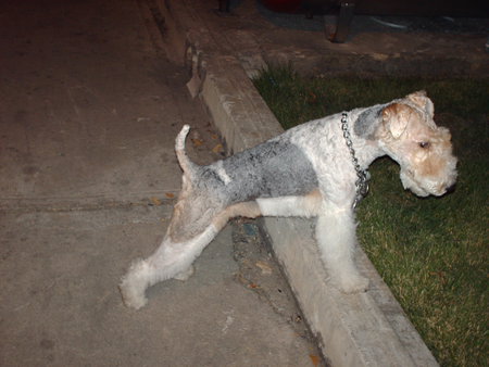 Fox Terrier - dfh, gfj