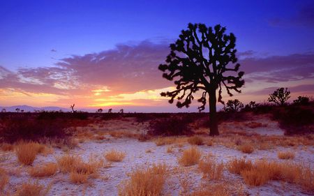 Alone tree - field, tree, nature, sunset