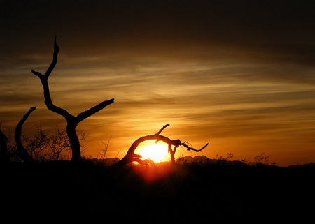 Sunrise - sky, tree, sun, sunrise, branch, sourrounded