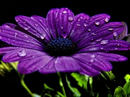 Purple forever - picture, nature, petal, purple, beautiful, drop, flower