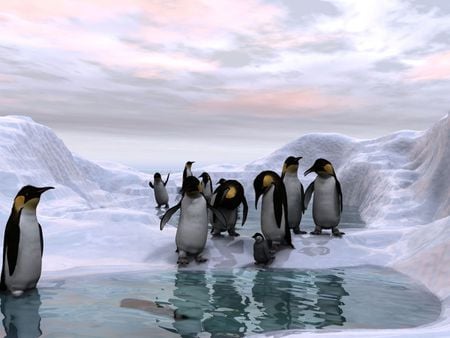 A Morning Swim - ice, penguins, antarctica, dawn, water