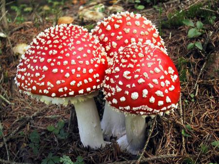 Amanita Muscaria - muscaria, mushroom, amanita, red