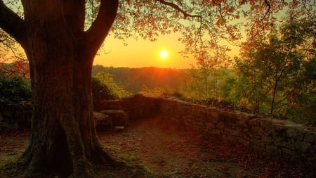 Setting Sun - sunset, nature, evening, forest, tree, sun, wall