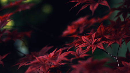 Crimson Leaves - autumn, trees, leaf, bushes, nature, forest, red, leaves, crimson