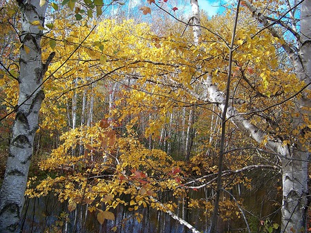 autumn in maine 10 - trees, maine, autumn, industry