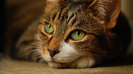 Beautiful Tabby - tabby, green eyes, cat, stripes, feline, animal, pet, kitten