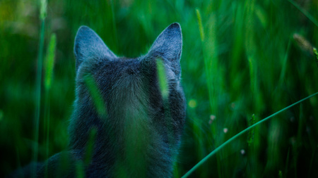 Hidden Watcher - watcher, blue, russian blue, grass, cat, shorthair, pet, nature, kitten, green, feline