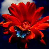 BUTTERFLY ON ORANGE FLOWER