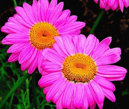 PINK DAISIES - daisies, flowers, pink daisies, daisy flowers