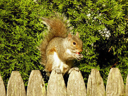 Yammmy - veverita, capsuna, strawberry, fence, trees, squirrel, copaci, nature, gard, natura, animal