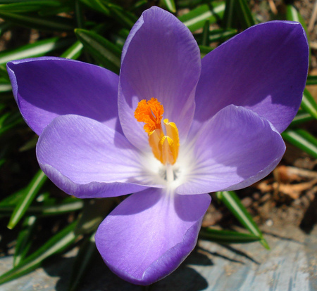 For Lioness - flowers, crocus heuffelianus, primavara, lila, lavender, mov, flori, spring