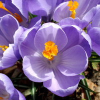 Crocus