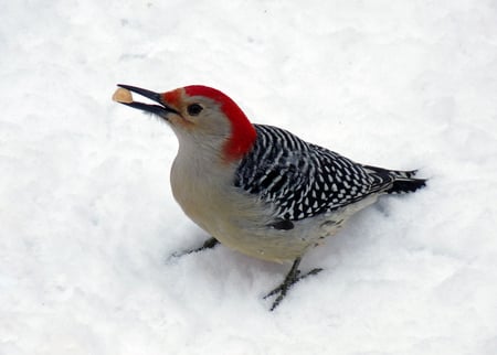 Woodpecker - bird, winter, nature, natura, pasare, iarna, red-bellied woodpecker, ciocanitoare