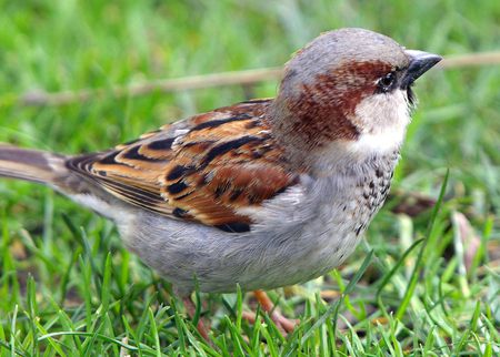 sparrow - in, a, bird, cool, the, grass