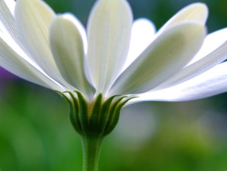 Chrysanthemum Frutescens - chrysanthemum, white flowers, nature, frutescens