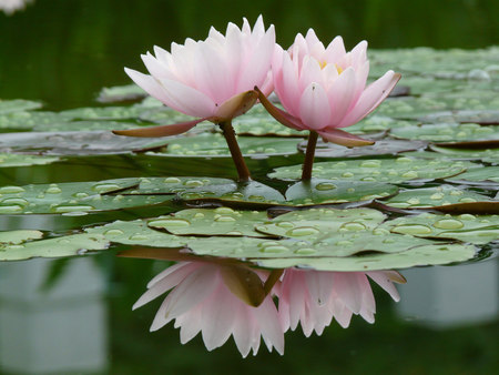 Beauty Water Lily - nature, beauty, lake, water lily, reflection