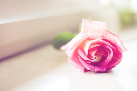 Pink Beauty - single, windowsill, rose, pink, still life