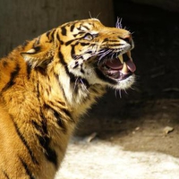 Tiger-with-fangs
