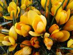 Yellow-crocus