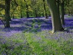 bluebell forest