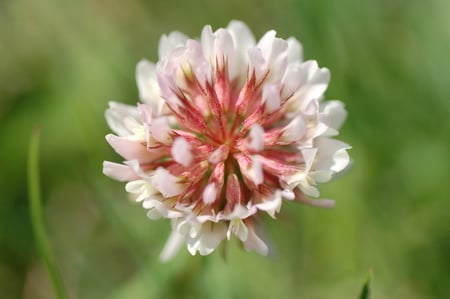 Clover flower - clover flovwer, summer, clover, flower