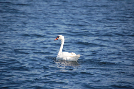 Swan - bird, water, summer, swan