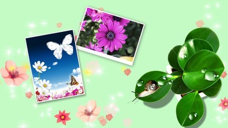 Spring in Color - summer, spring, photos, butterfly, snail, green, leaves, pictures, flowers, firefox persona