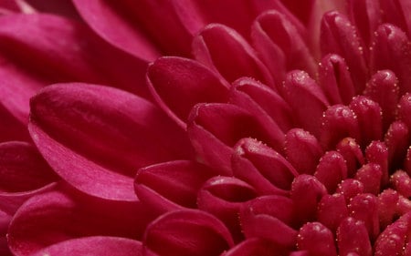 chrysanthemum - nature, closeup, red, photography, beautiful, flower