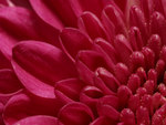 chrysanthemum