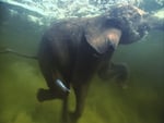 elephant swimming