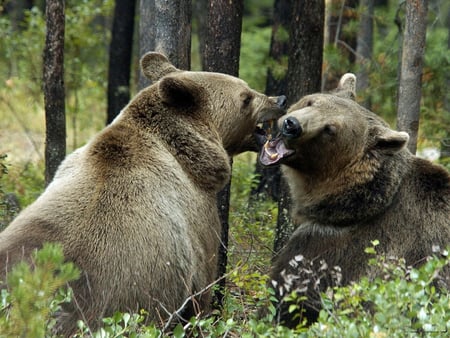 bear couple - bear, wood, pastas, couple, wallpaper, animals, fang