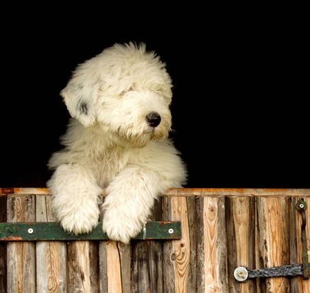 waiting - fence, pet, waiting, puppy