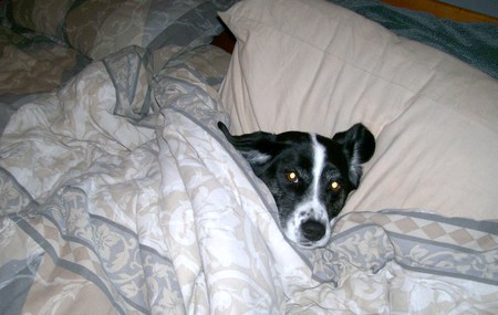 Dog under the blankets - sleep, bed, cute, dog