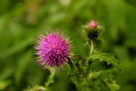 bloemen - zacht, lente, mooi, roze, foto, bloemen, takken