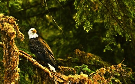 beautiful eagle - nature, beauty, trees, photography, bird