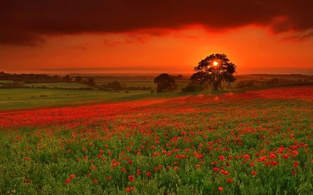 field of fire - beauty, sky, photography, sun, sunset, field, bright, clouds, red, green, tree