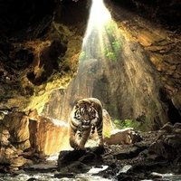 tiger in a cave