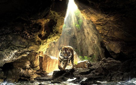 tiger in a cave - beauty, cove, photography, sun, feline, wilds, rocks, lurking, cave, rock, sunrays, tiger lair, sunbeams, magnificent, sunlight, cat, light, majestic, bengal tiger, cats, jungle, wild, beautiful, big, siberian tiger, tiger, hunter, scary tiger