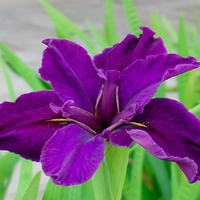 Purple iris