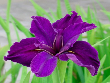 Purple iris - flower, nature, purple, iris